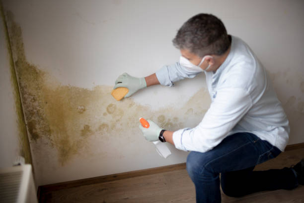 Biohazard Mold Removal in Corvallis, OR